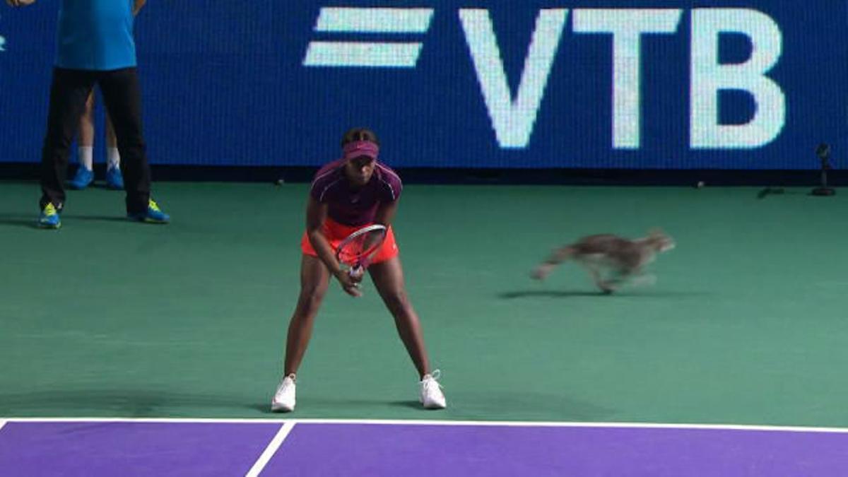 ¡Cuidado! Un gato aperece por medio de la pista en pleno partido