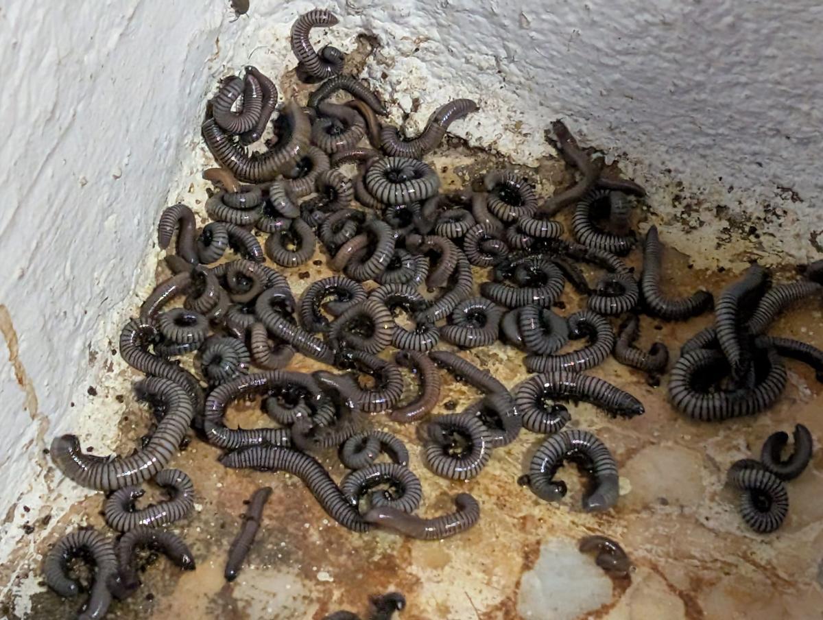 Milpiés en una propiedad en el diseminado del Carraixet, en Xàtiva.