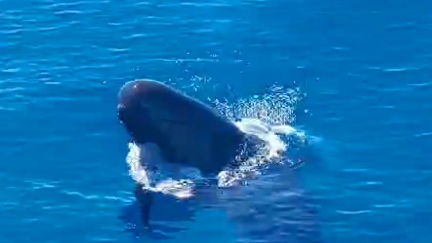Naturaleza en estado puro: Espectacular avistamiento de un grupo de cetáceos en las aguas de Castellón