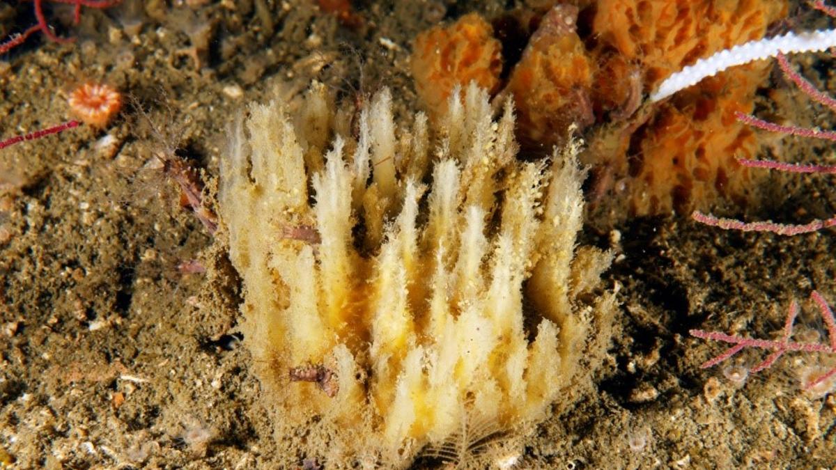La nueva especie de esponja descubierta en aguas de Galicia por el IEO