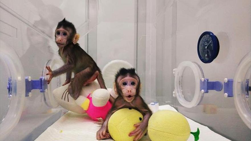 Primera clonación de primates con la misma técnica de la oveja ‘Dolly’