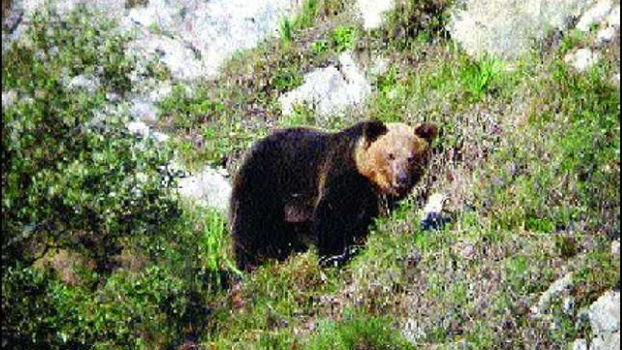 Un ejemplar de oso pardo en libertad, en los bosques de Somiedo, a finales de este invierno.