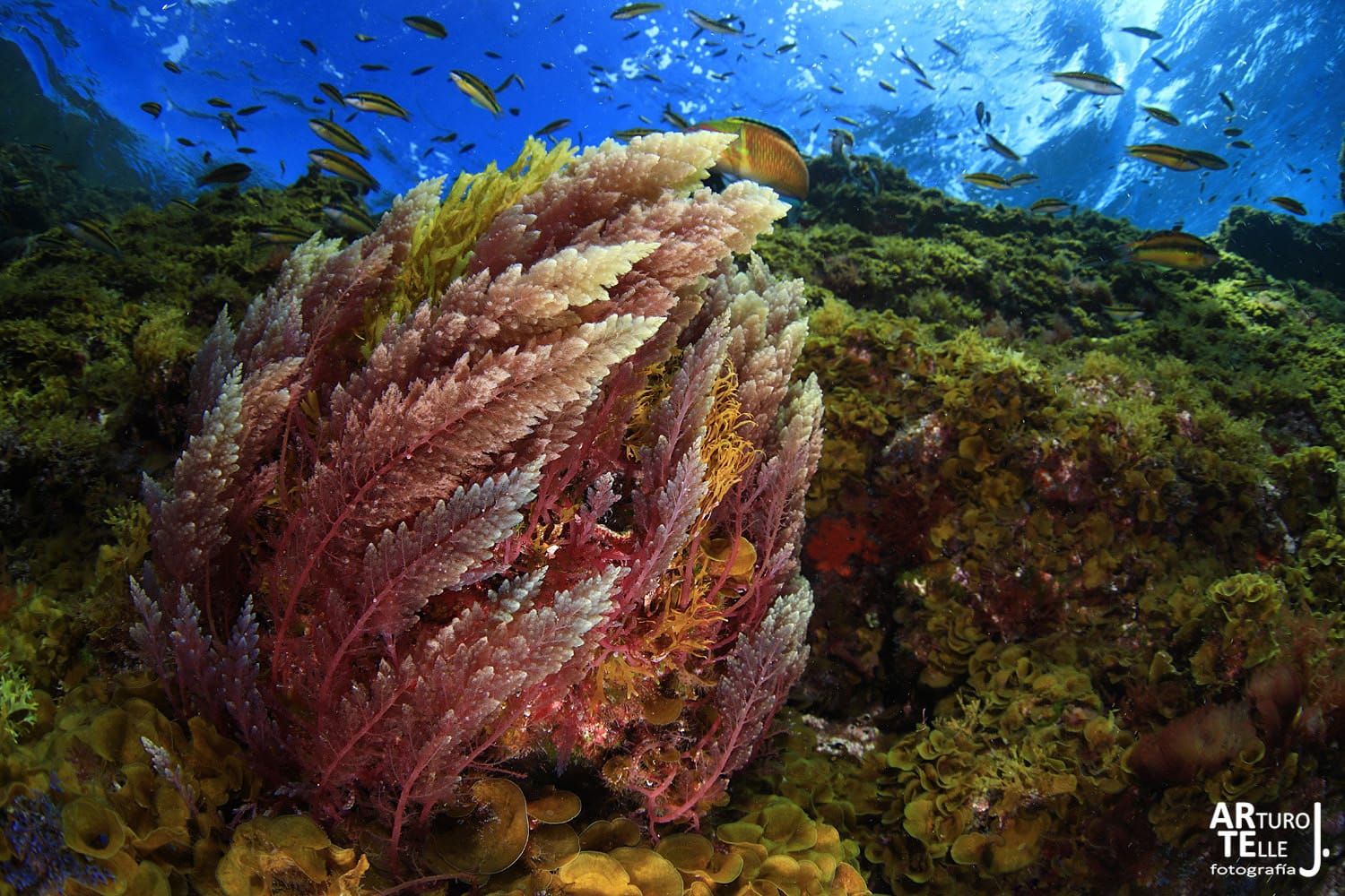 Imágenes del Campeonato de Foto Submarina de El Hierro