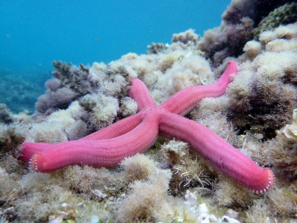 Una estrella de mar vista en la reserva marina.