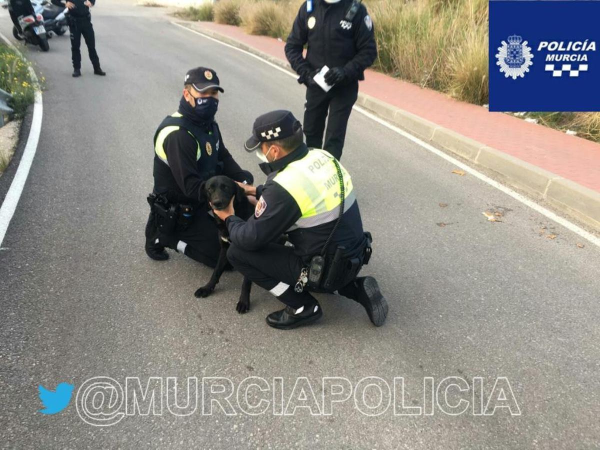 Rescatados de su dueño dos cachorros de menos de 4 meses con las patas fracturadas