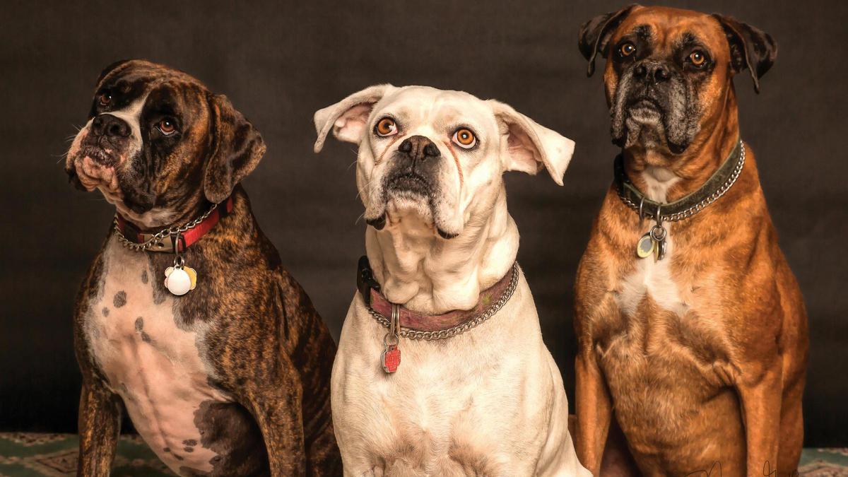 Los perros también entienden el nombre de los objetos.