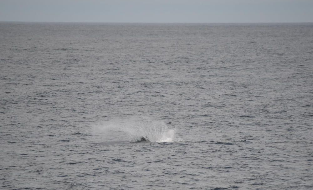 Una orca en el entorno de Malpica. // Roberto Moreira Area