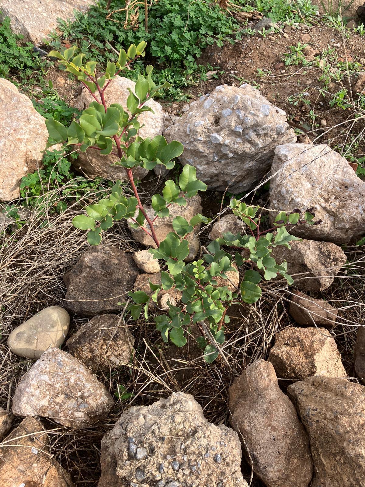 Voluntarios de la plataforma Bosque Urbano Málaga plantan 60 árbolesen los antiguos terrenos de Repsol