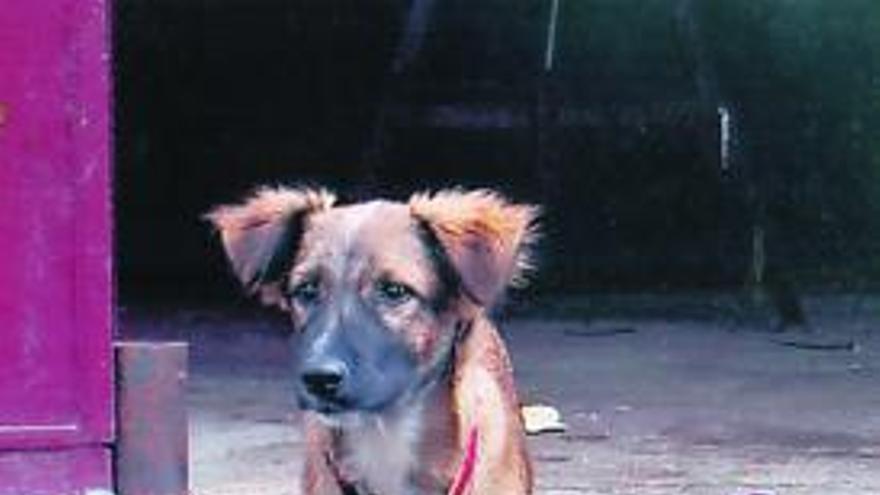 El perro Rufi, de 9 años, desaparecido en Villaralbo.