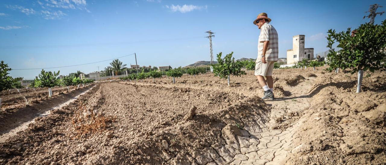 Imagen de un bancal de la huerta tradicional afectado por la falta de agua.