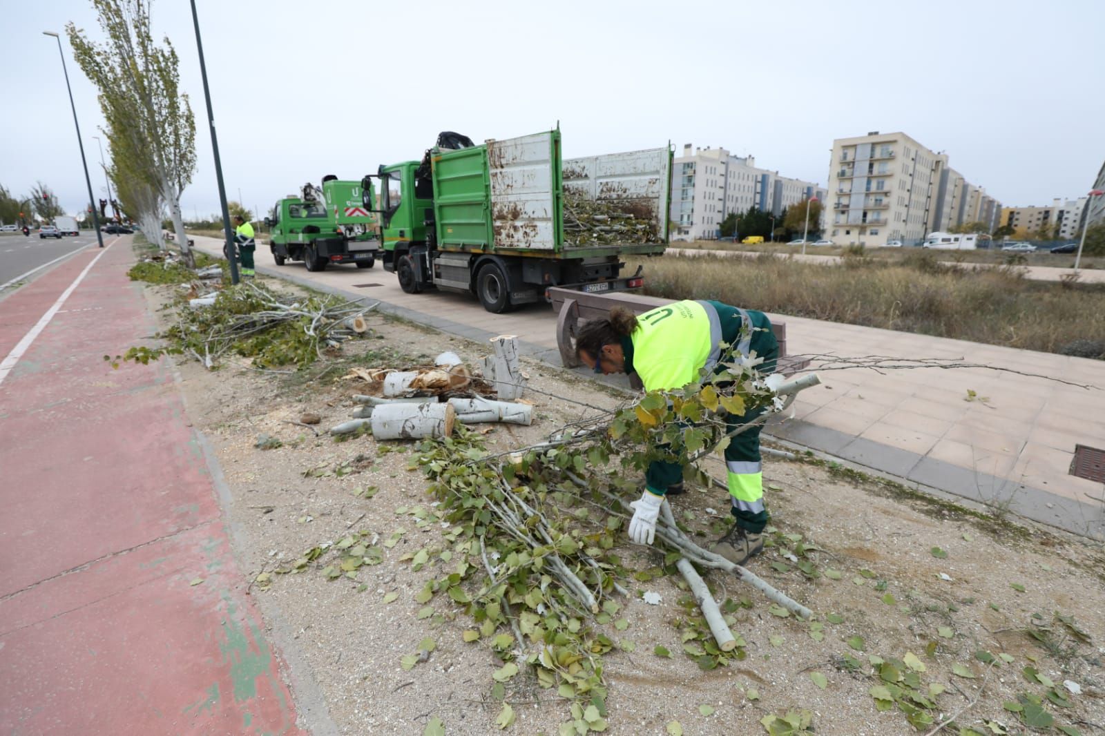 Retirada de árboles caídos tras la fuerte tormenta caída el lunes en Zaragoza