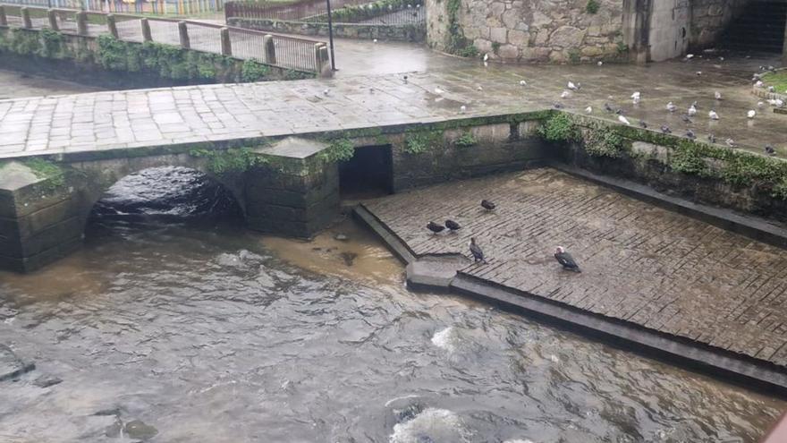 Más ratas de las que se cree (también en el río)