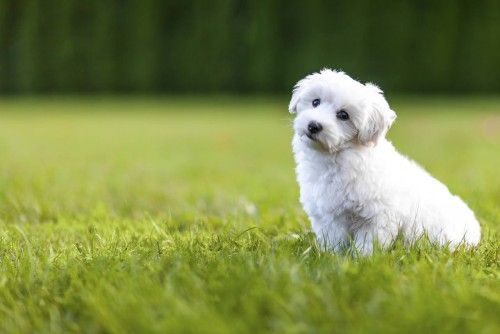 bichon-frise.jpg