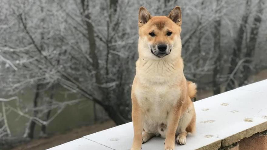 Piden colaboración para encontrar a un perro perdido