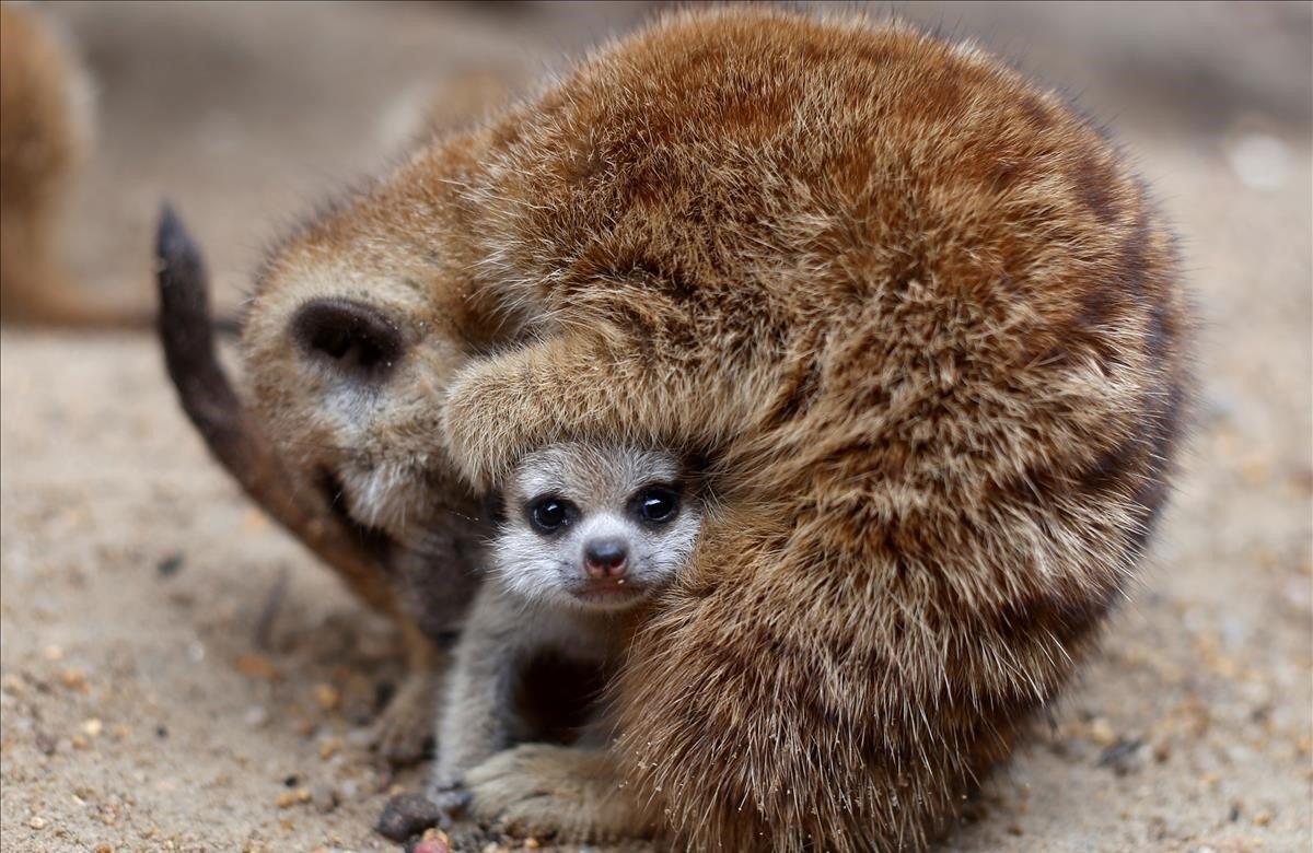 Una de las cuatro suricatas recién nacidas se ve en el zoológico de Songkhla, en el sur de Tailandia.