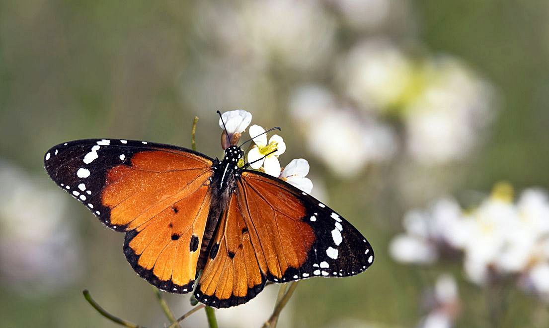 Ejemplar de mariposa tigre fotografiado en un humedal del sur