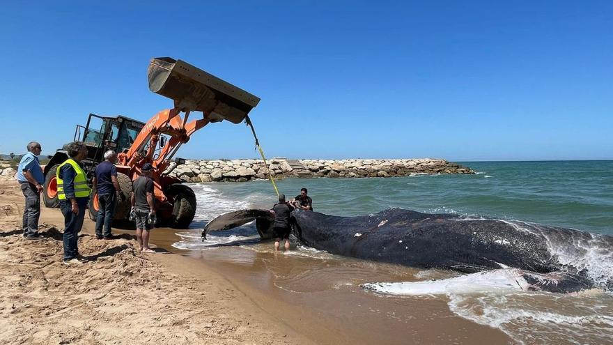 Complicado dispositivo para sacar del mar a la ballena varada y muerta en Tavernes