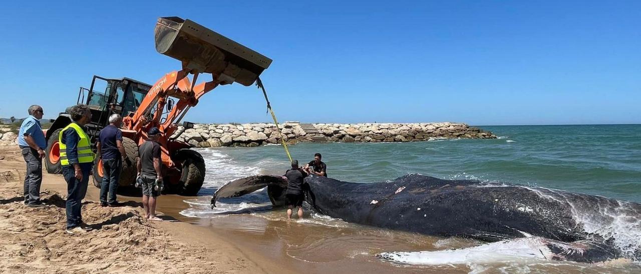 Momento en que una pala saca al mar al ejemplar de ballena jorobada. | NATXO FRANCÉS