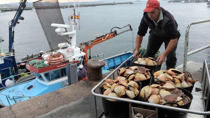 Un pescador regresa a tierra con vieiras, en una campaña pasada. // Noé Parga