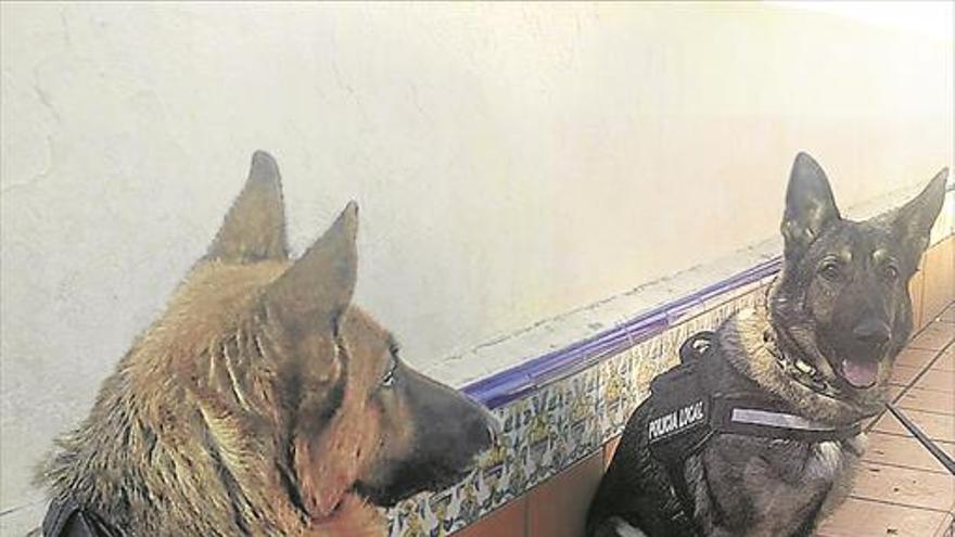 Perros con galones en la Policía Local