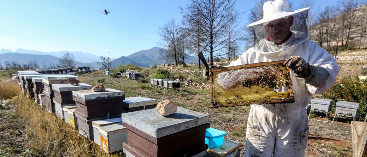 El tratamiento contra la Xylella amenaza miles de colmenas en Tárbena y Bolulla