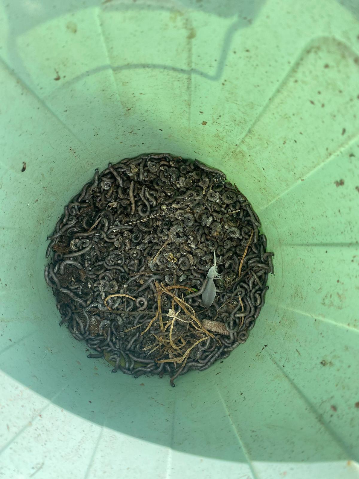 Milpiés retirados por vecinos de la zona Horts de Canals.