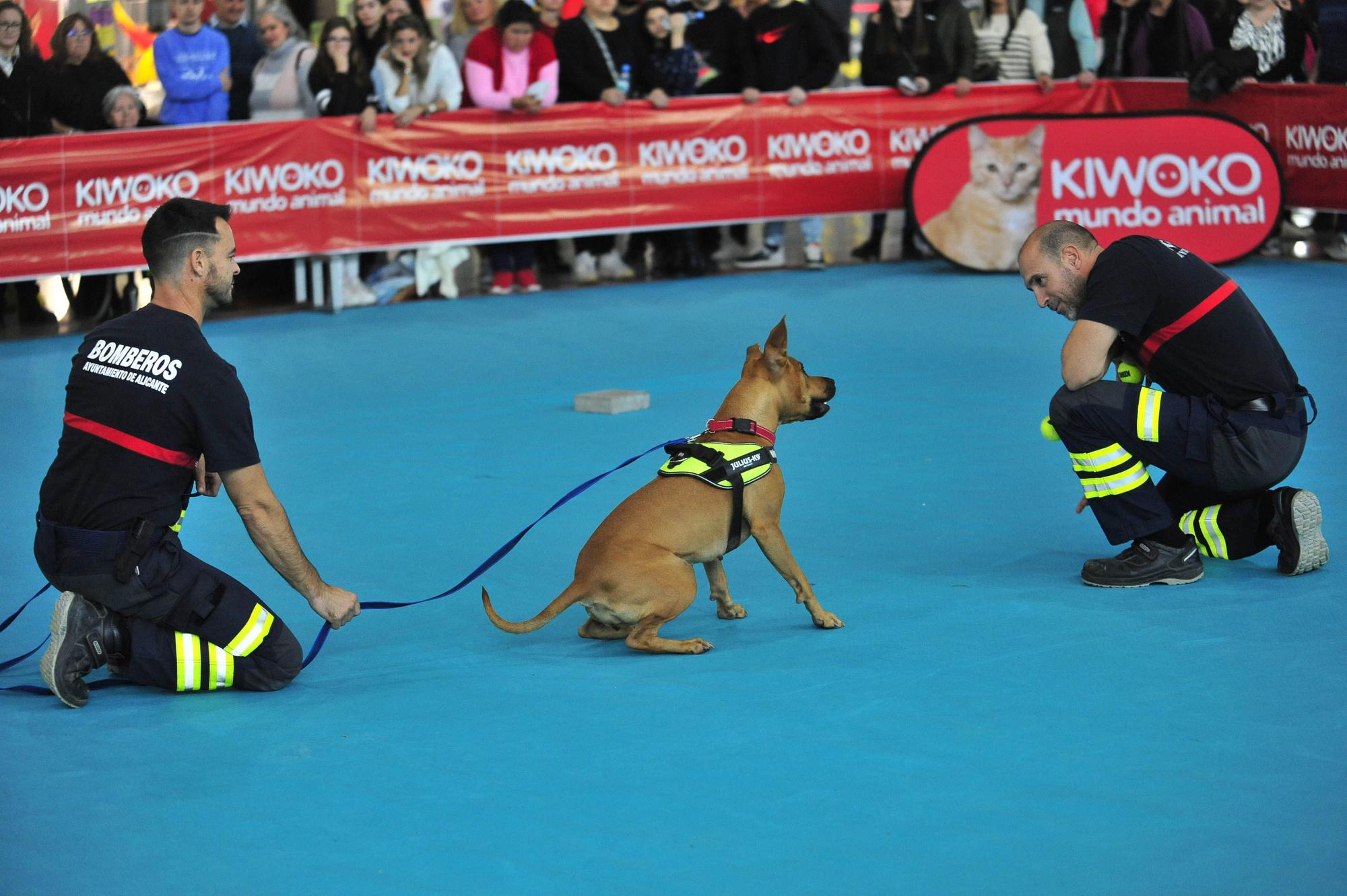 Amor por los animales en IFA