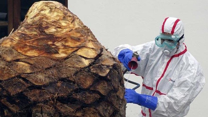 Javier Junco aplica el producto fitosanitario para sellar la palmera saneada en una casa particular.