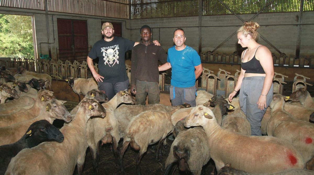 Iván, Ousmane, José y Noa, rodeados de una parte de las ovejas que recibieron cuidados estéticos en O Rexo.
| Iñaki Osorio