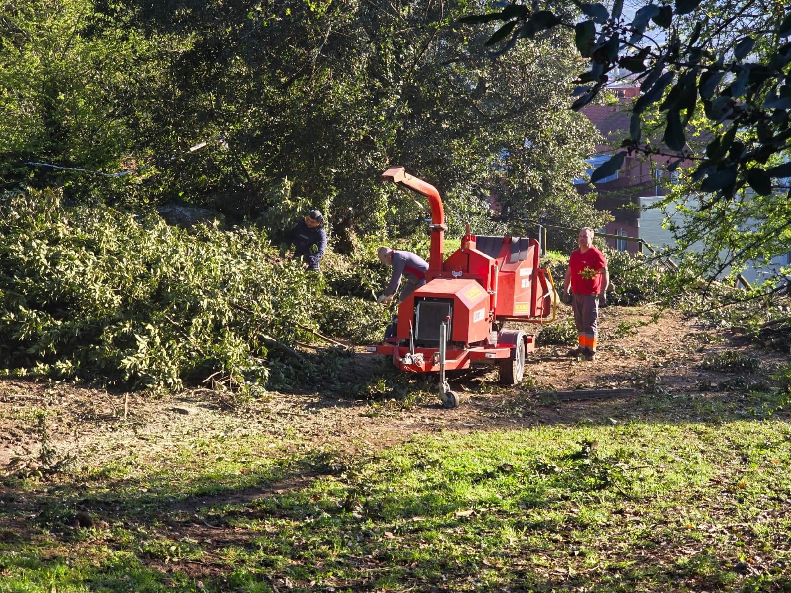 Los operarios municipales retomaron la tala de seguridad en el Parque Botánico Enrique Valdés Bermejo.