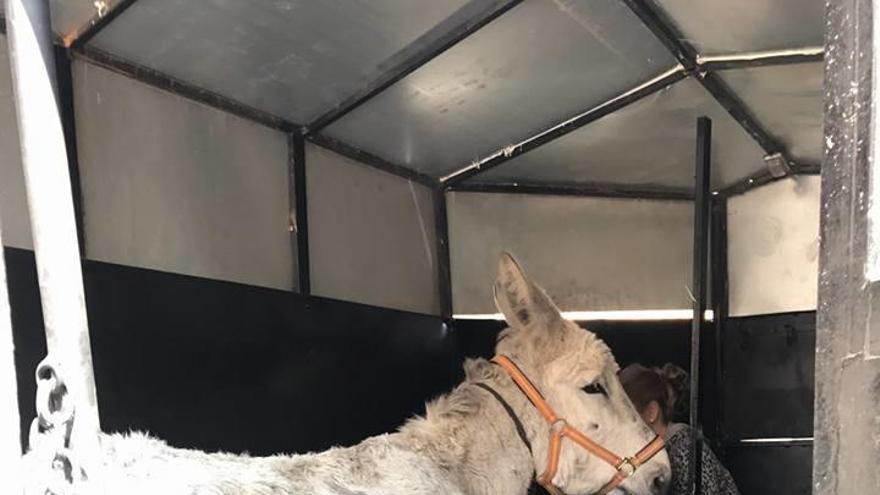 Imagen del burro rescatado por la Guardia Civil.