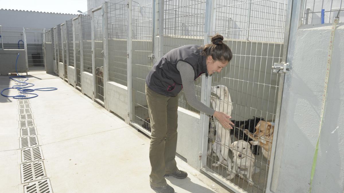 Refugio de San Jorge: una imagen de archivo de dónde se atiende a los animales abandonados.