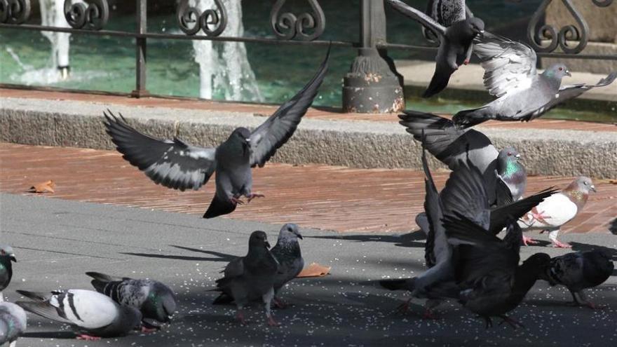 Quejas vecinales por la superpoblación de palomas en la barriada pacense de Pardaleras