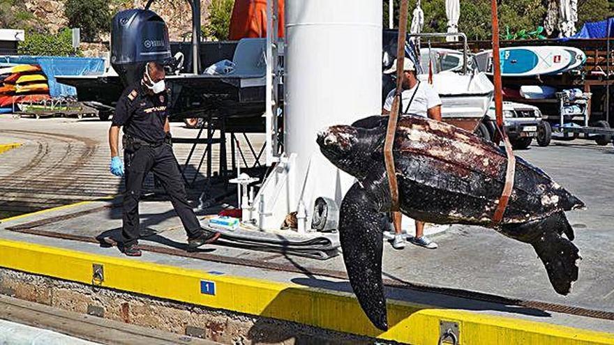 El cos de la tortuga va aparèixer dijous a cala Canyelles.