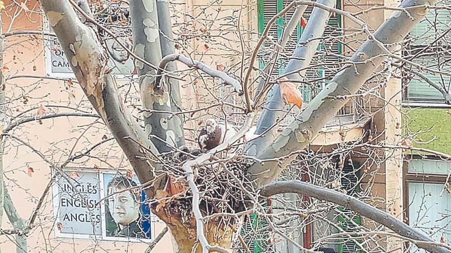 Nido de palomas  junto a la Jefatura de Policía.