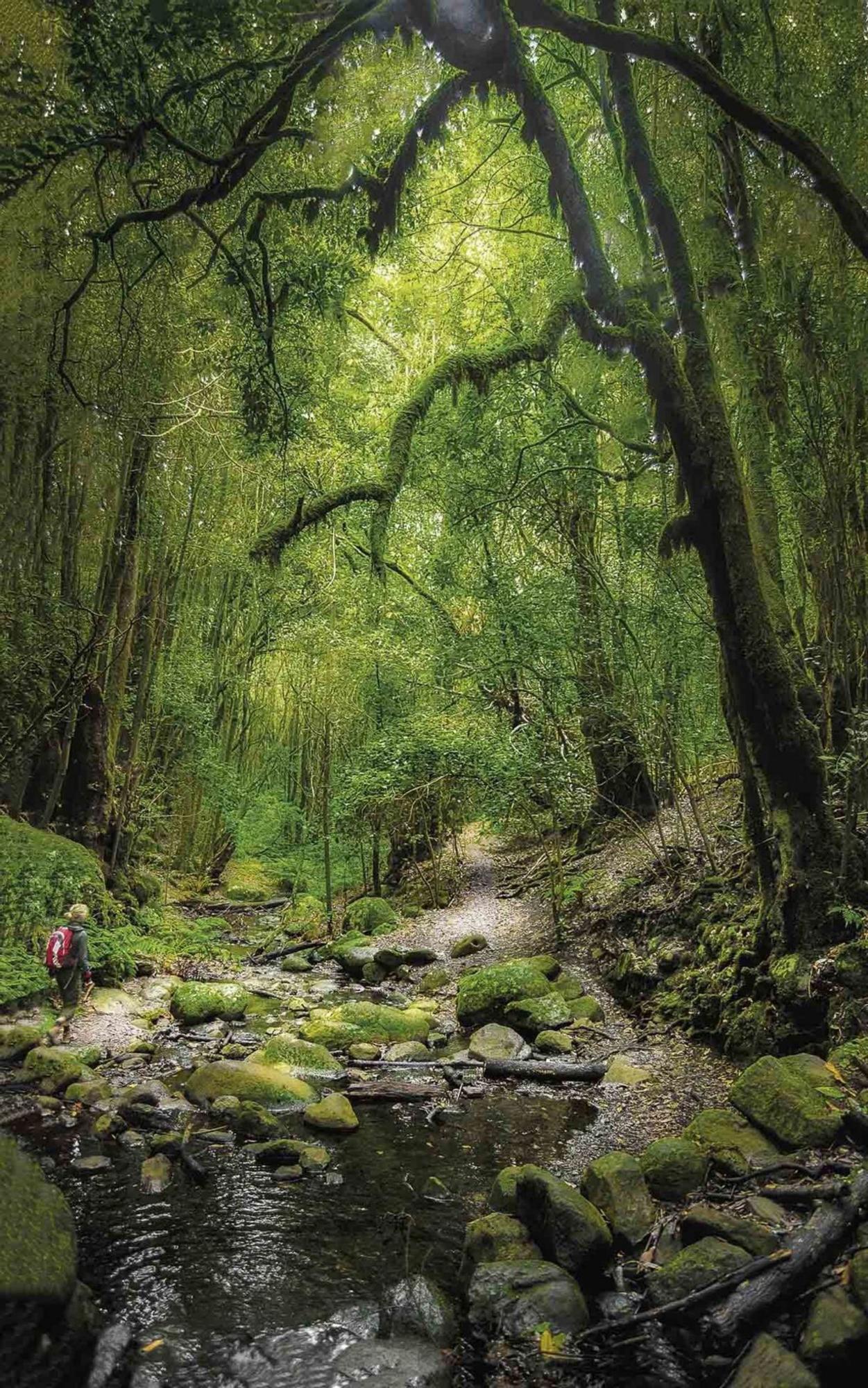 El Parque Nacional de Garajonay, en la isla de La Gomera.