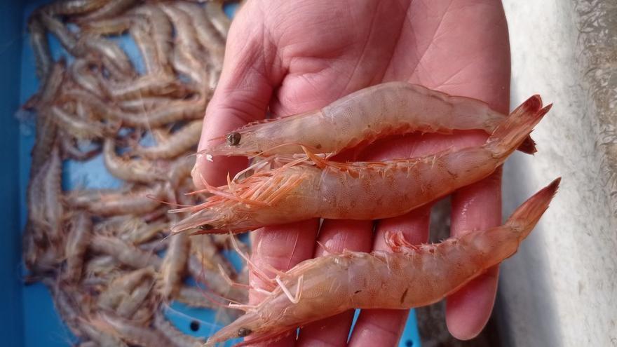 Alerta en la pesca de Castellón: llega una especie invasora que puede poner en peligro al langostino