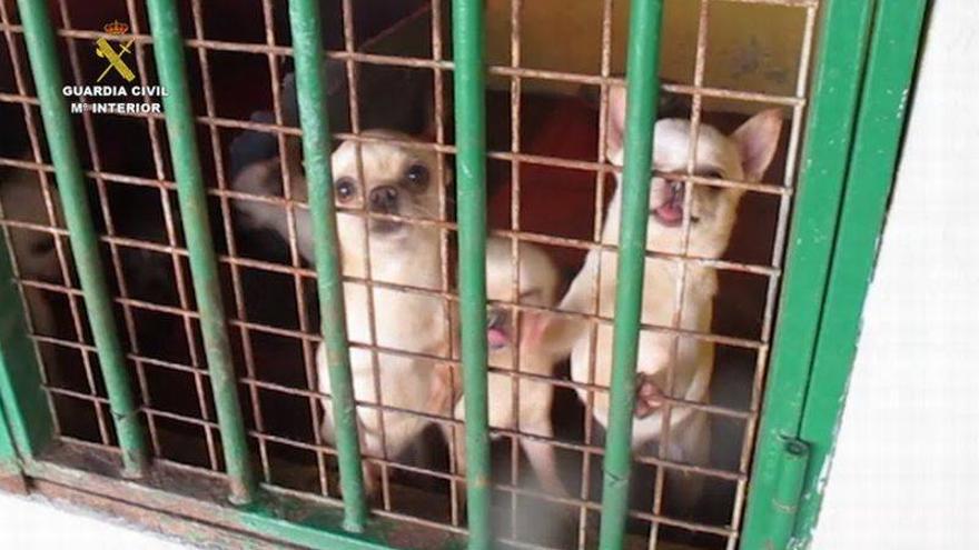 La Guardia Civil interviene 404 cachorros de perro en cinco provincias