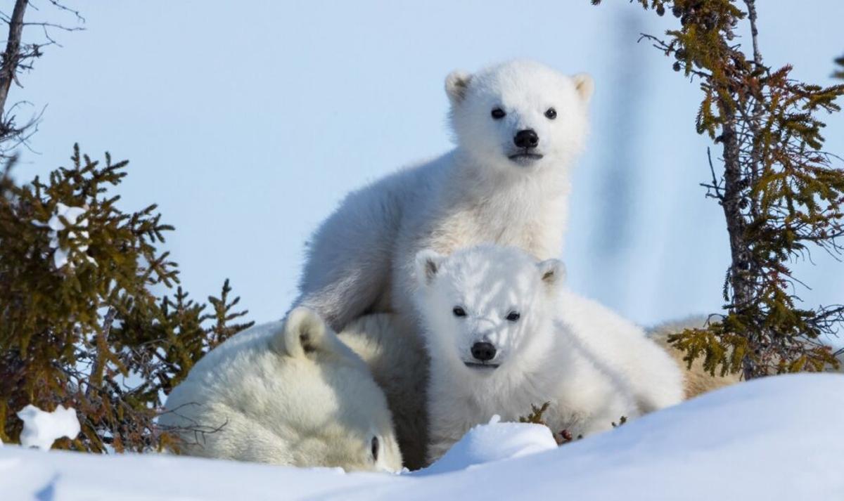 Buscar la tumba de Gengis Kan podría ayudar a la supervivencia de los osos polares