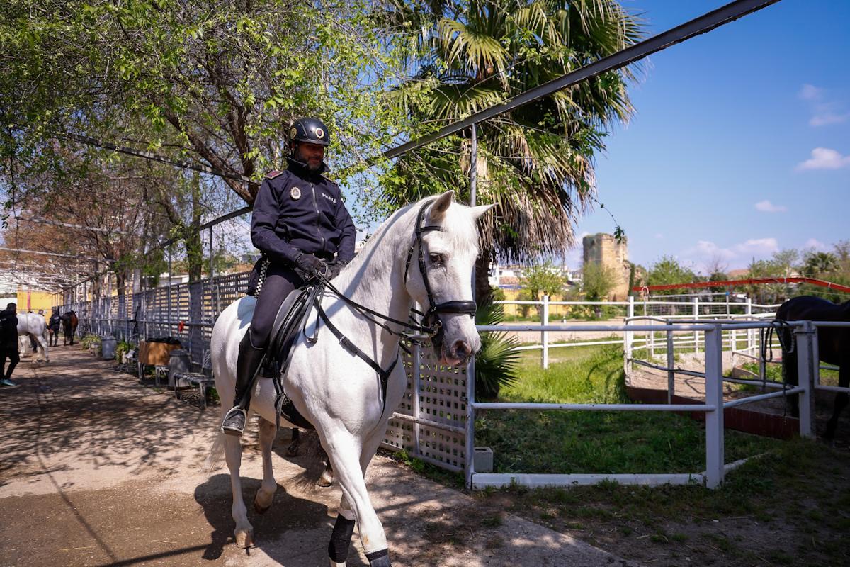 La unidad de caballería de la Policía Local de Córdoba cumple 150 años La unidad de caballería de la Policía Local de Córdoba cumple 150 años