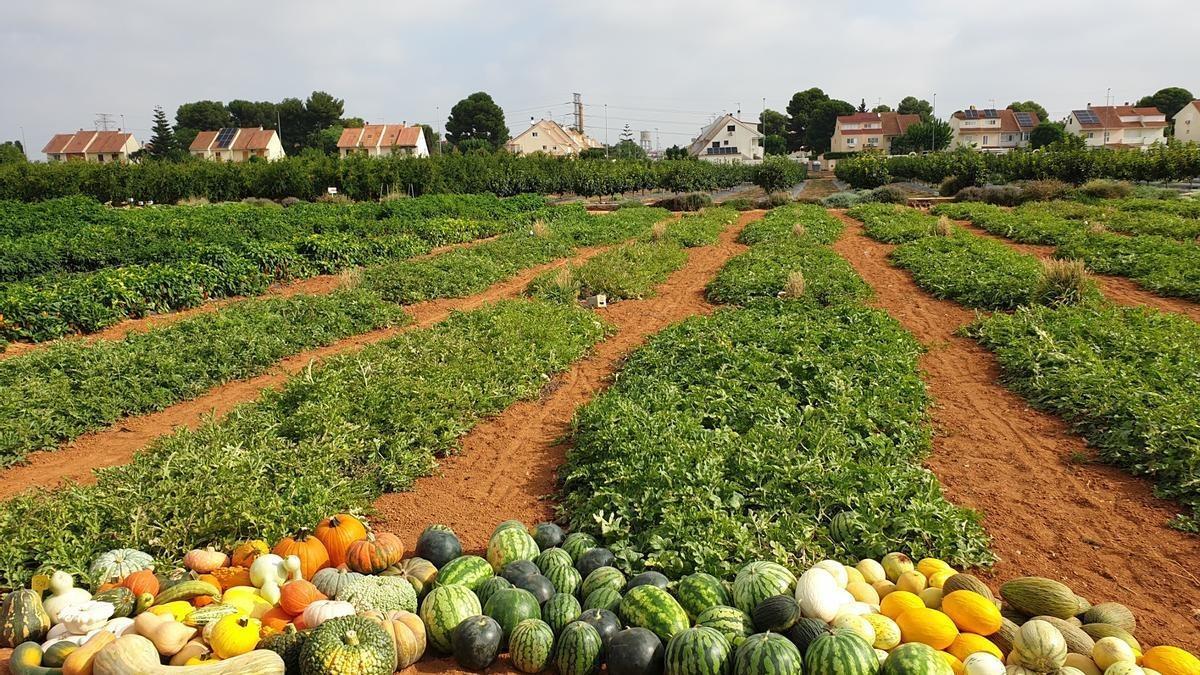 Sandía, calabazas y otras frutas yverduras en el centro de investigación y experiencias de Cajamar.