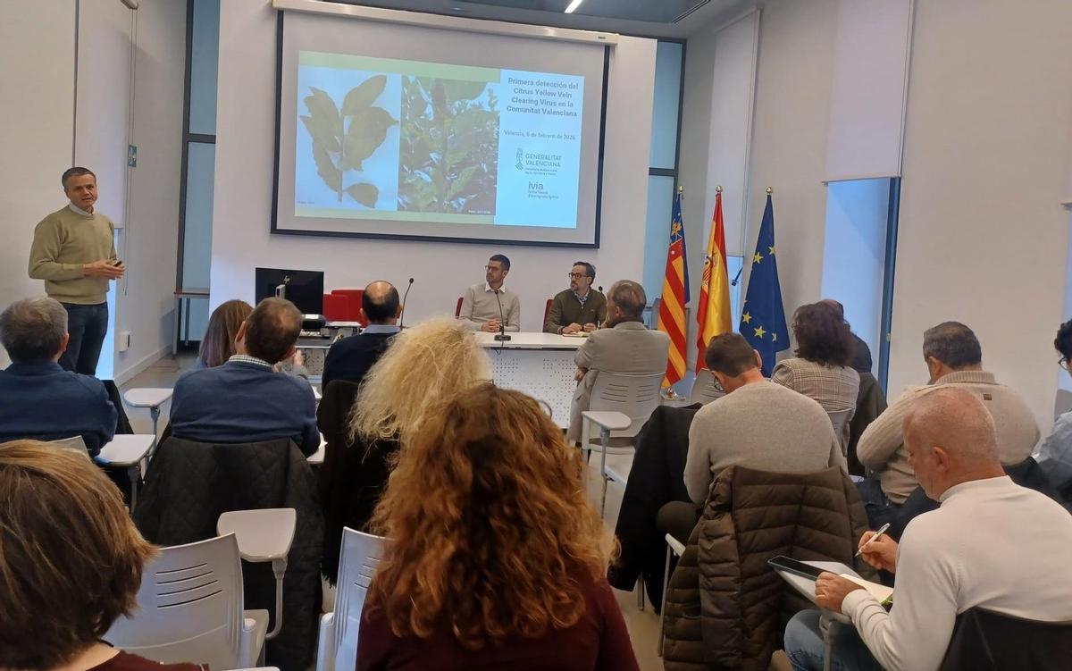 Reunión en la Conselleria de Agricultira pra informar sobre la presencia del virus de la clorosis amarilla en cítricos de la Comunitat