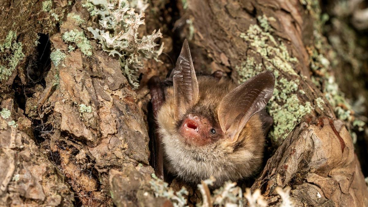 Hallado en el Parc Natural del Cadí-Moixerò una especie de murciélago en peligro de extinción en Catalunya