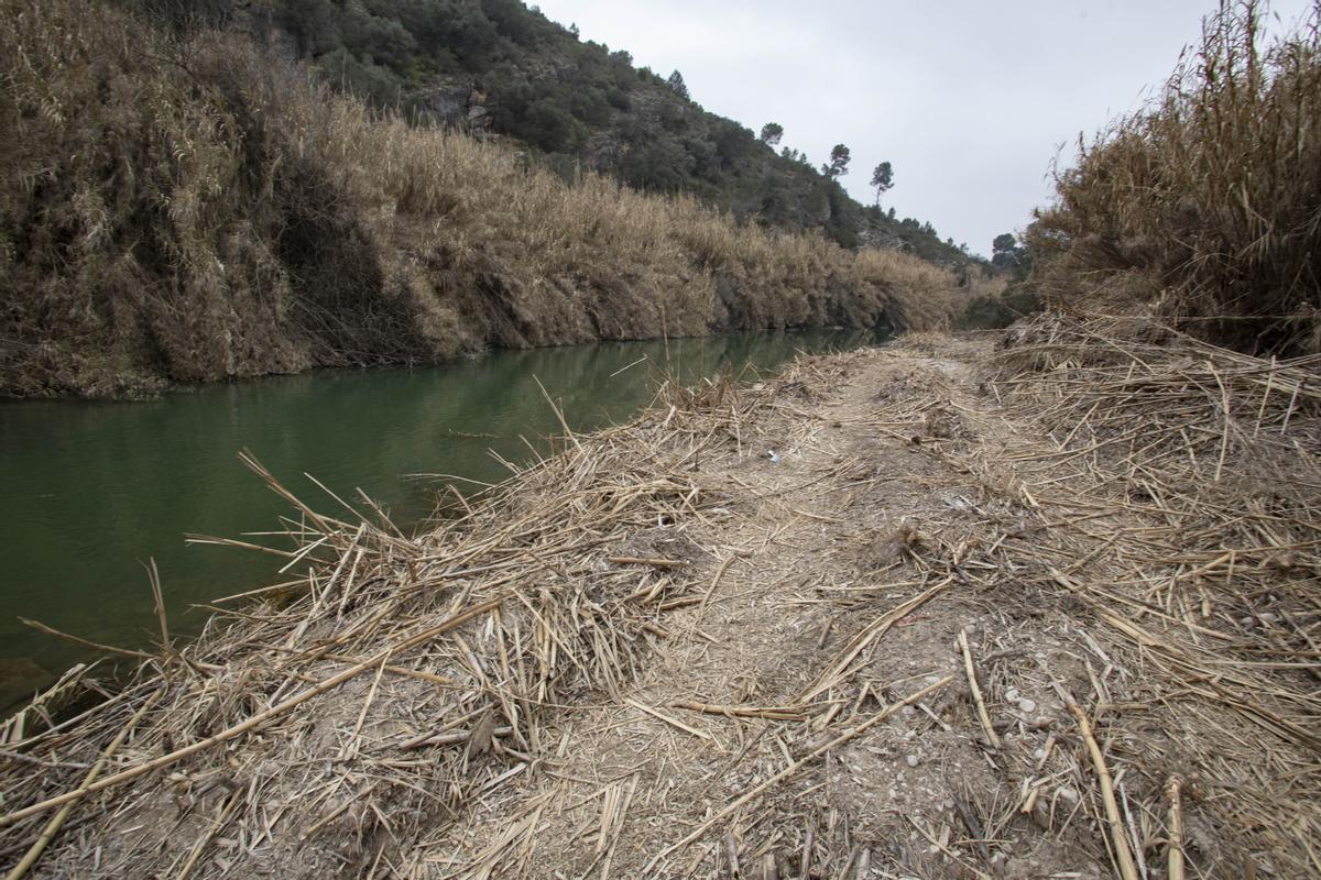 Cañas arrasadas junto al río Albaida en Xàtiva.