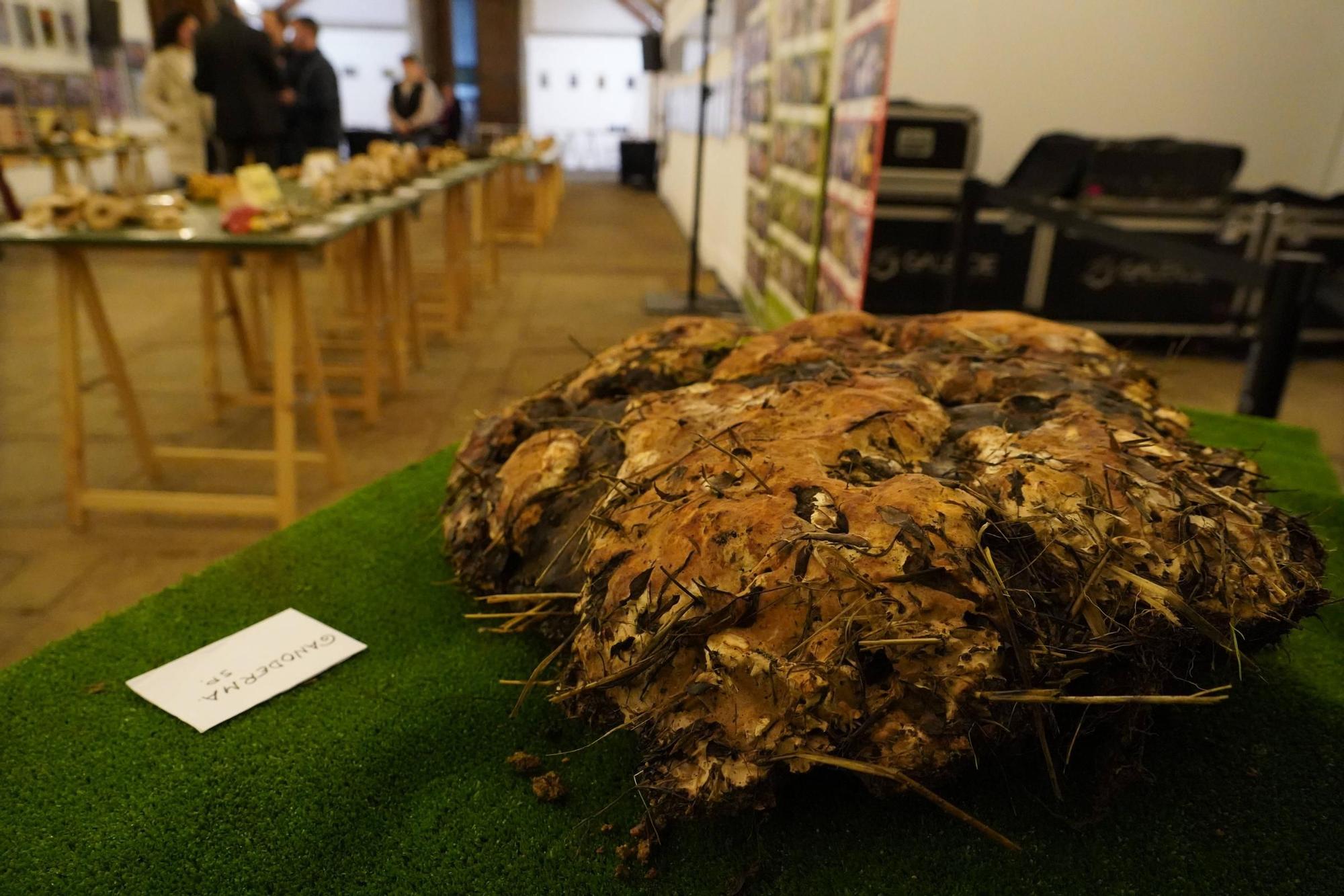 El mejor aperitivo fotográfico de la exposición micológica en el Palacio de la Encarnación de Zamora