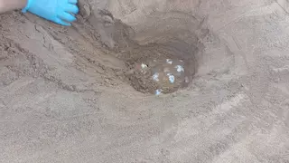 Encuentran y protegen un nuevo nido de tortuga boba en Calblanque