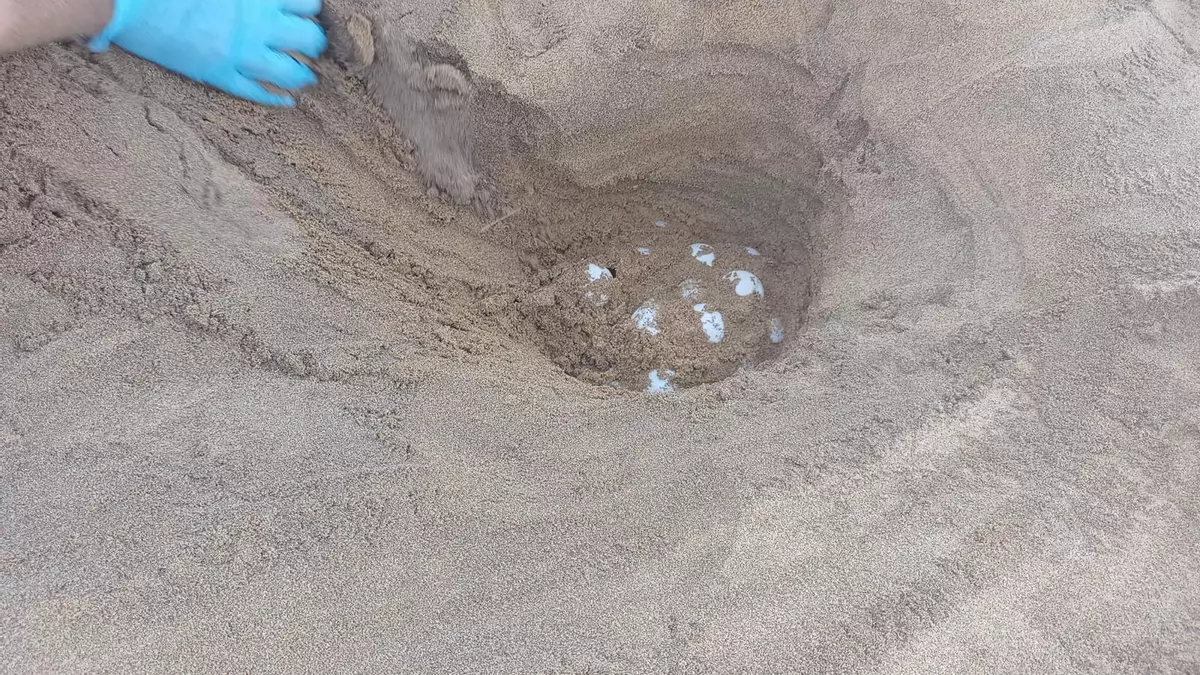 Encuentran y protegen un nuevo nido de tortuga boba en Calblanque