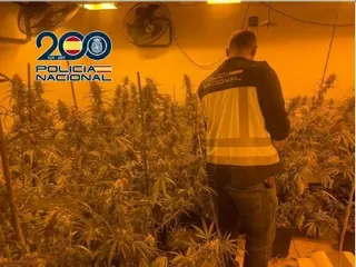 La investigación de un robo destapa una plantación de marihuana en una casa okupada en Dénia