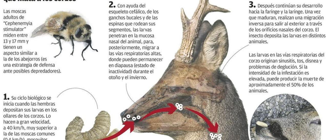 El &quot;gusano de las narices&quot; acaba con los corzos del bosque asturiano