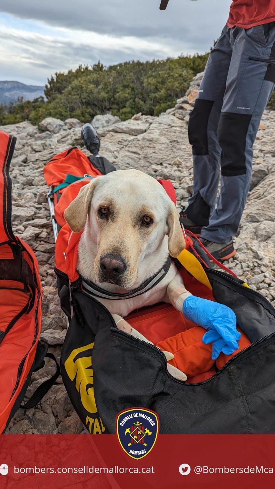 Feuerwehr auf Mallorca rettet auf einer Wanderung verletzten Labrador